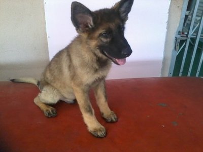 German Shepherd Puppies !! - German Shepherd Dog Dog