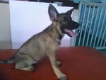 German Shepherd Puppies !! - German Shepherd Dog Dog