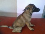 German Shepherd Puppies !! - German Shepherd Dog Dog