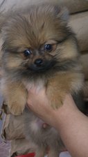 Pomeranian Champion Line !! - Pomeranian Dog