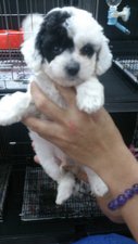 3 Toy Poodle Parti Colour !! - Poodle Dog