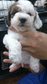 3 Toy Poodle Parti Colour !! - Poodle Dog