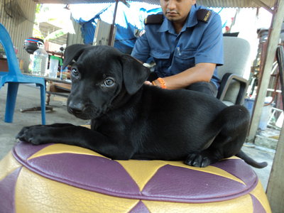 Pandan   Indah  - Mixed Breed Dog