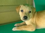 Puppy 3 - Female - ( Adopted by MR Lai - 019-3184162 