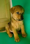 Puppy 4 - Male- Adopted by Ushalini