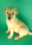 Puppy 2 - Male - ( Avaialble )