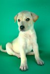 Puppy 1 - Female - ( Avaialble )