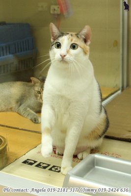 ★  Angela - 6  ★ - Domestic Short Hair Cat