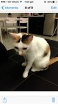 Pika The Vain Pot But Gentle Girl - Domestic Short Hair Cat