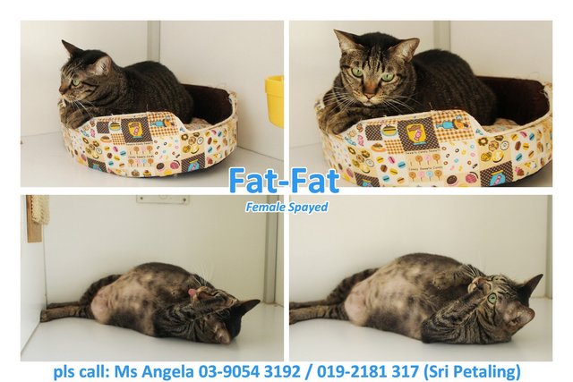 ★  Angela - Fat-fat (♀) ★ - Domestic Short Hair Cat