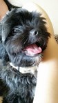 Bede - Shih Tzu + Poodle Dog