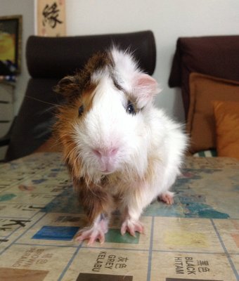 PF55157 - Guinea Pig Small & Furry