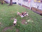 5 Dumped Pups - Mixed Breed Dog