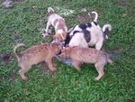 5 Dumped Pups - Mixed Breed Dog