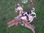 5 Dumped Pups - Mixed Breed Dog