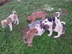 5 Dumped Pups - Mixed Breed Dog