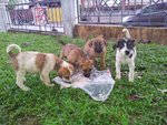 5 Dumped Pups - Mixed Breed Dog