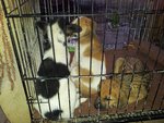 5 Dumped Pups - Mixed Breed Dog