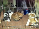 5 Dumped Pups - Mixed Breed Dog