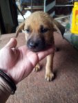 5 Dumped Pups - Mixed Breed Dog