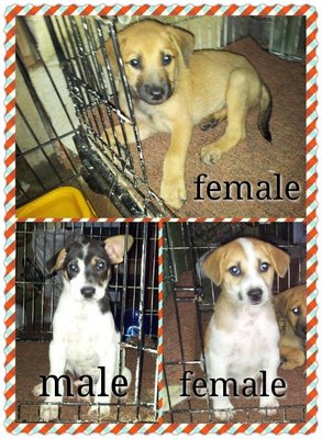 5 Dumped Pups - Mixed Breed Dog