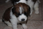 PF55179 - Saint Bernard Dog