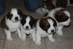 PF55179 - Saint Bernard Dog