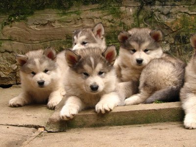 PF55180 - Alaskan Malamute Dog