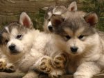 PF55180 - Alaskan Malamute Dog