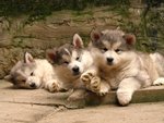 PF55180 - Alaskan Malamute Dog