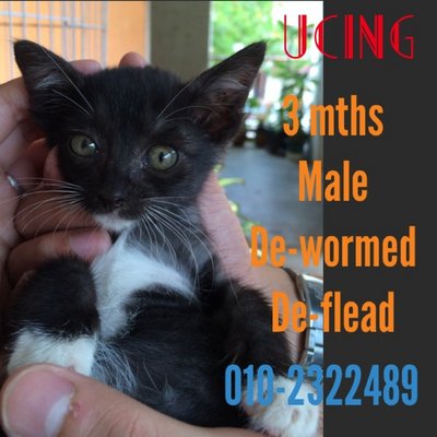 Ucing - Domestic Short Hair Cat