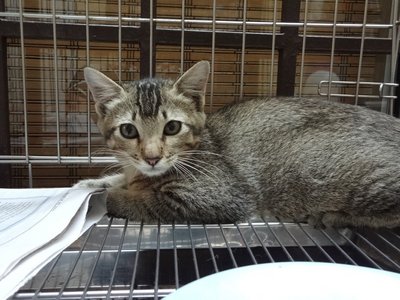 Sandy  *spayed* - Tabby Cat