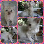 Utih - Domestic Short Hair Cat