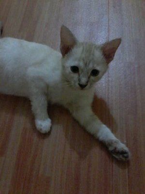 Utih - Domestic Short Hair Cat