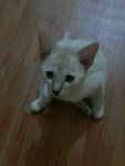 Utih - Domestic Short Hair Cat