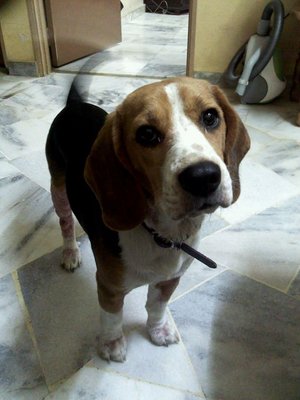 Boi - Beagle Dog