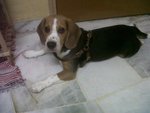 Boi - Beagle Dog