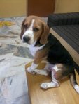 Boi - Beagle Dog