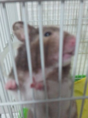 Petrashu - Syrian / Golden Hamster Hamster