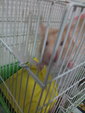 Petrashu - Syrian / Golden Hamster Hamster