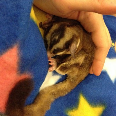 [Found] Male Sugar Glider - Sugar Glider Small & Furry