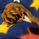 [Found] Male Sugar Glider In Pj - Sugar Glider Small & Furry