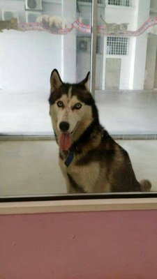 Husky - Husky Dog