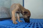 Choco - Mixed Breed Dog