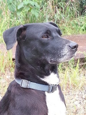 Pa - Labrador Retriever Dog