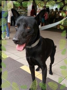 Bob - German Shepherd Dog Mix Dog