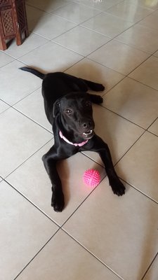 Bailey - Labrador Retriever Dog