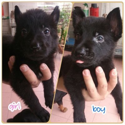 Black German Shepherd - German Shepherd Dog Dog