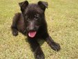 Black German Shepherd - German Shepherd Dog Dog