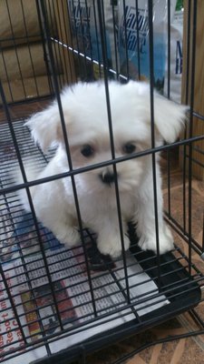 Maltese (Taiwan Line) - Maltese Dog